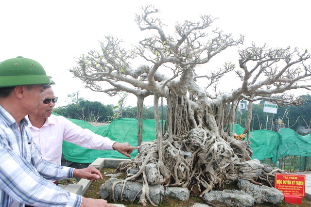 Chiêm ngưỡng sanh cổ Kỳ duyên mộc thạch có giá 5 tỷ đồng-11