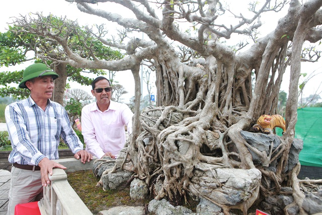 Chiêm ngưỡng sanh cổ Kỳ duyên mộc thạch có giá 5 tỷ đồng-2