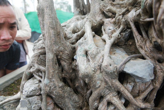 Chiêm ngưỡng sanh cổ Kỳ duyên mộc thạch có giá 5 tỷ đồng-5