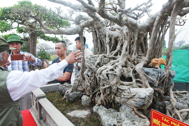 Chiêm ngưỡng sanh cổ Kỳ duyên mộc thạch có giá 5 tỷ đồng-8