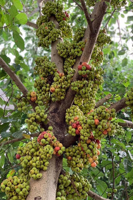 Nhà vườn rộng 2500m2 ngập tràn cây trái của Việt Trinh-5