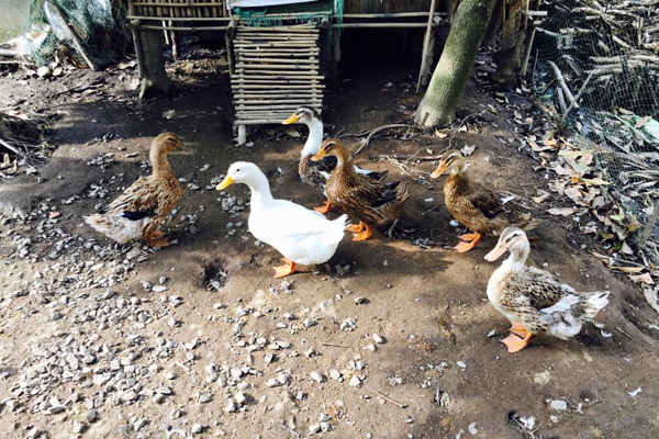 Nhà vườn rộng 2500m2 ngập tràn cây trái của Việt Trinh-8