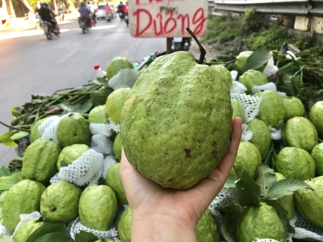 Lạ lùng ổi khổng lồ nặng 1,5kg gắn mác Lệ Rơi hút khách Hà Nội-2