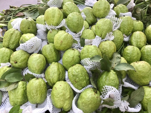 Lạ lùng ổi khổng lồ nặng 1,5kg gắn mác Lệ Rơi hút khách Hà Nội-4