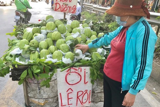 Lạ lùng ổi khổng lồ nặng 1,5kg gắn mác 'Lệ Rơi' hút khách Hà Nội