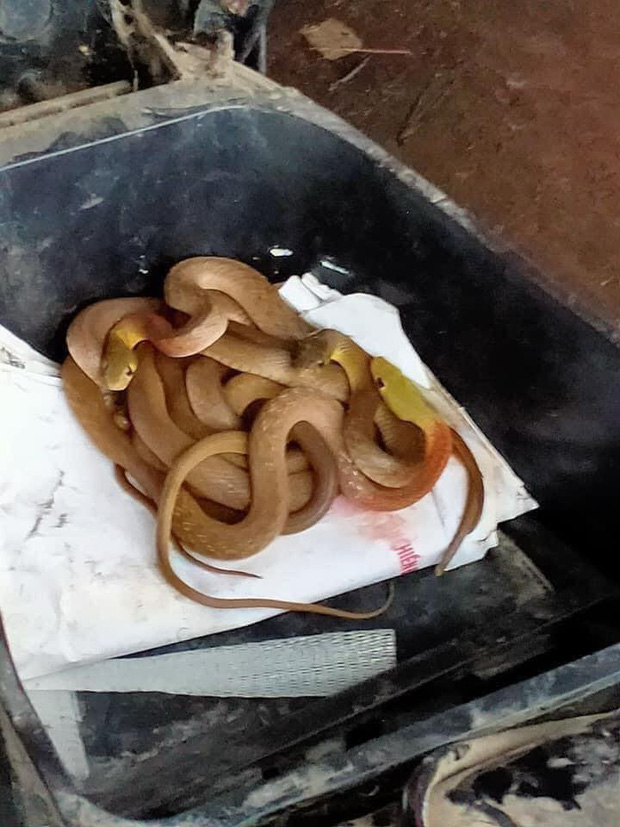 Rùng mình thấy nguyên đàn rắn cuộn tròn trong cốp khi đi sửa xe máy sau đợt mưa lũ ở Quảng Trị-1