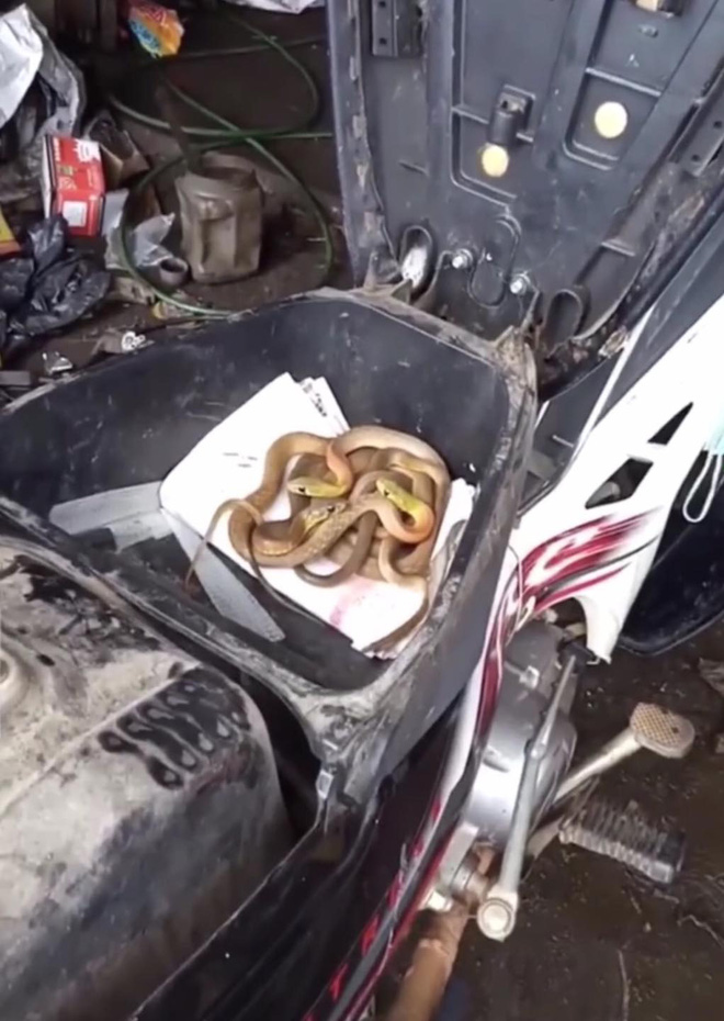 Rùng mình thấy nguyên đàn rắn cuộn tròn trong cốp khi đi sửa xe máy sau đợt mưa lũ ở Quảng Trị-2