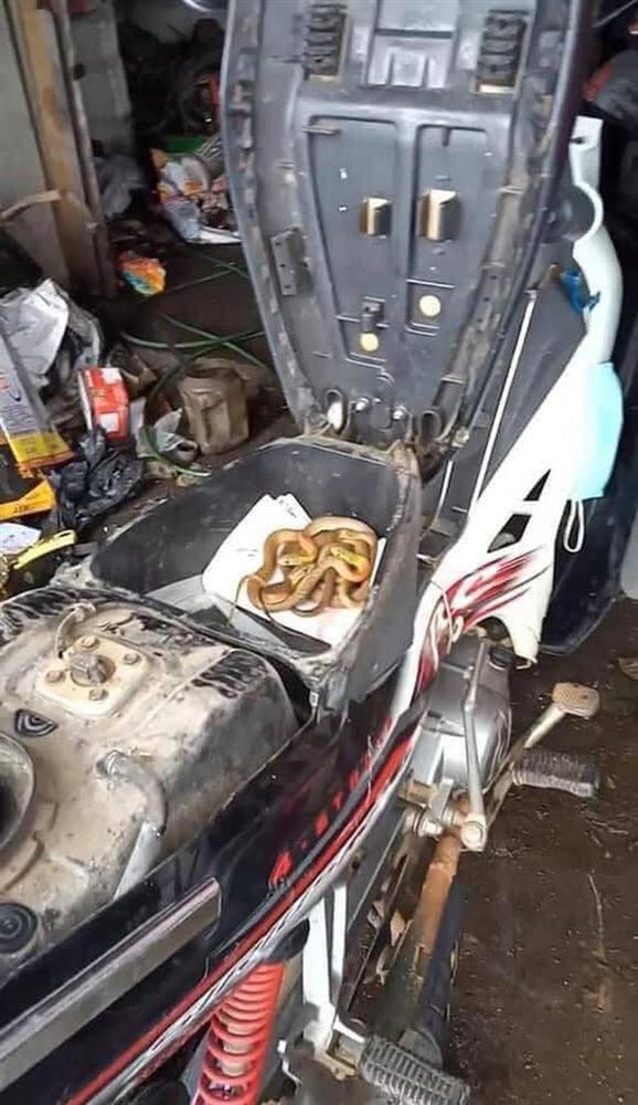 Rùng mình thấy nguyên đàn rắn cuộn tròn trong cốp khi đi sửa xe máy sau đợt mưa lũ ở Quảng Trị-3