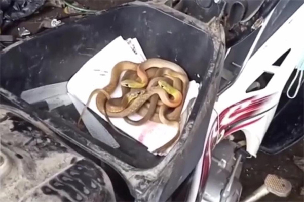 Thanh niên bẻ khóa SH rồi nhanh chóng bốc hơi, camera bóc chi tiết bảo vệ bị mắc mưu-2