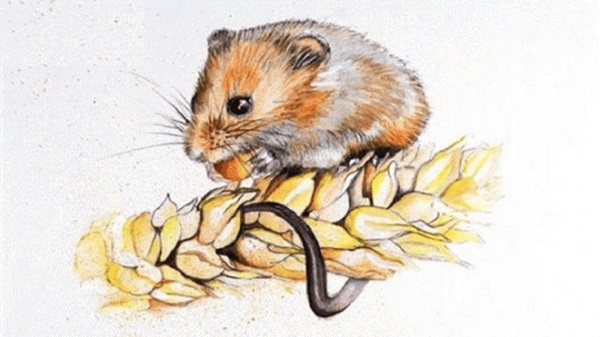 Từ 13/11 đến 20/11, vận may sẽ đến với 3 con giáp này, hãy nắm lấy thời cơ thuận lợi để rước lộc vào nhà-1