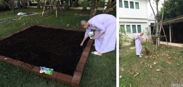 Trong khi Hoàng quý phi được phục vị, hình ảnh vợ cũ của Vua Thái Lan gầy gò hốc hác, đang trồng rau trong chùa được chia sẻ gây xôn xao MXH-6