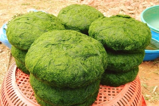 Đi vớt thứ mọc dại ở lòng suối về làm đặc sản mà hút khách không ngờ