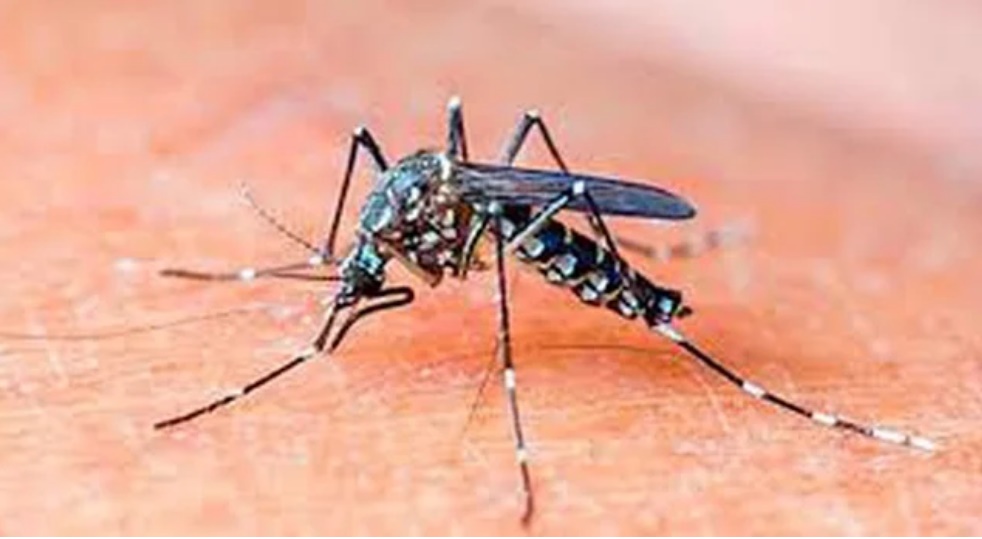 Những cách đuổi muỗi an toàn không dùng hóa chất, bảo vệ gia đình khỏi sốt xuất huyết-1