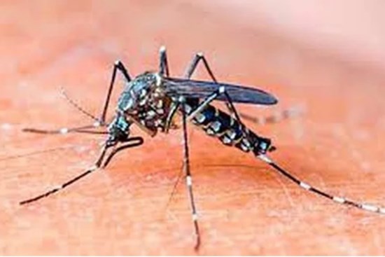 Những cách đuổi muỗi an toàn không dùng hóa chất, bảo vệ gia đình khỏi sốt xuất huyết