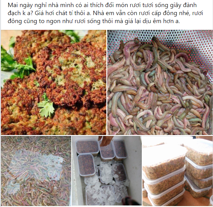 Mùa rươi đến, mới đầu vụ mà dân buôn đã bán tấp nập với giá nửa triệu đồng/kg-2