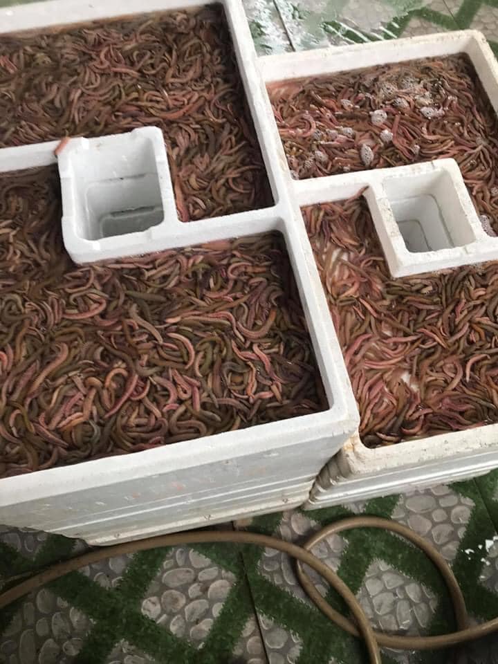 Mùa rươi đến, mới đầu vụ mà dân buôn đã bán tấp nập với giá nửa triệu đồng/kg-4