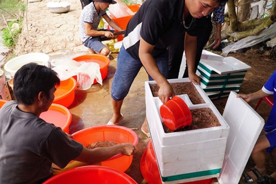 Mùa rươi đến, mới đầu vụ mà dân buôn đã bán tấp nập với giá nửa triệu đồng/kg