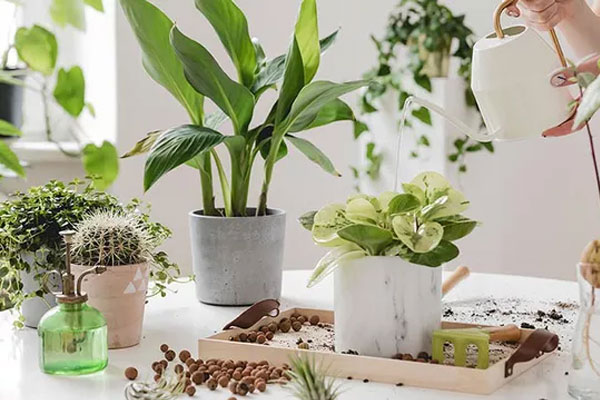 Sai lầm phổ biến khi trồng cây xanh trong nhà khiến cây bị úng, chết khô-1