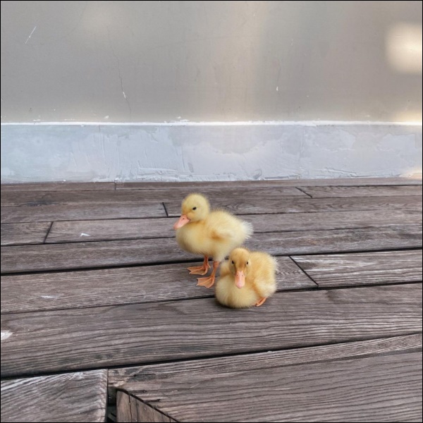 Hé lộ thêm không gian sống thượng lưu cực sang chảnh mà bình yên của Tăng Thanh Hà-8