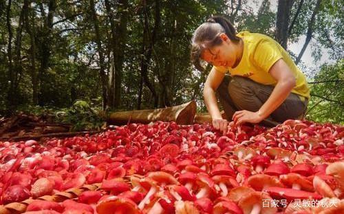 Nhìn như nấm độc nhưng giá hàng triệu đồng/kg, 1 năm chỉ thu hoạch được 10kg-3