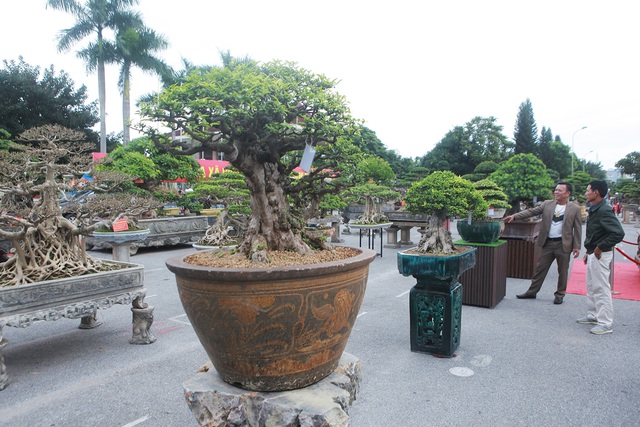 Ngắm cây cảnh mai chiếu thủy tiền tỷ khiến giới chơi cây trầm trồ-2