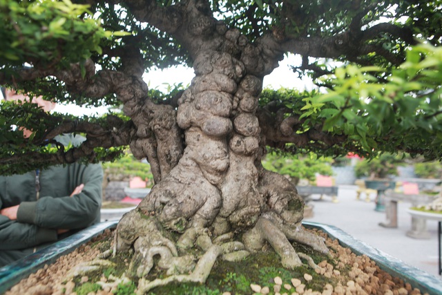 Ngắm cây cảnh mai chiếu thủy tiền tỷ khiến giới chơi cây trầm trồ-3