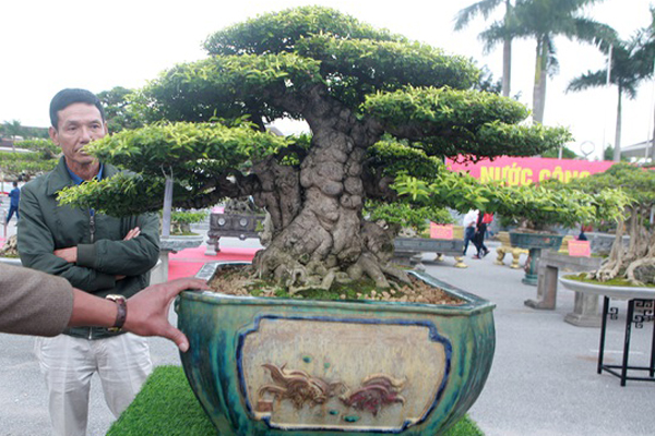 Vì sao cụ me dáng thác đổ mây bay ở TP.HCM mãi ế dù nhiều năm không tăng giá?-9