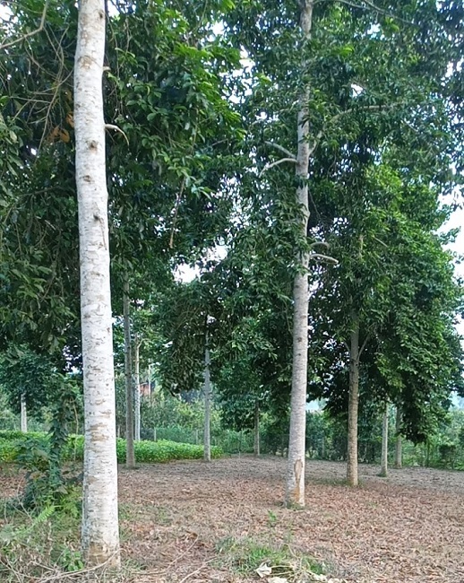 Trồng loại cây rừng cho hạt đỏ au, lão nông thu về hàng tỷ đồng mỗi vụ-1