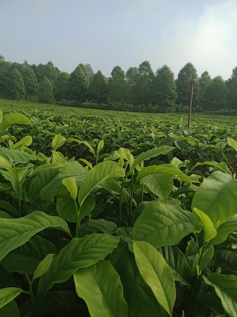 Trồng loại cây rừng cho hạt đỏ au, lão nông thu về hàng tỷ đồng mỗi vụ-2