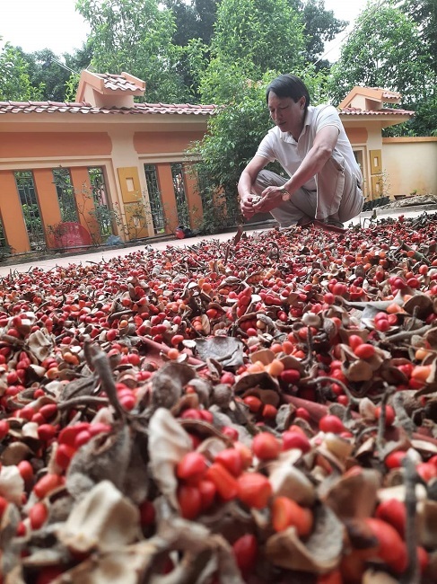 Trồng loại cây rừng cho hạt đỏ au, lão nông thu về hàng tỷ đồng mỗi vụ-3