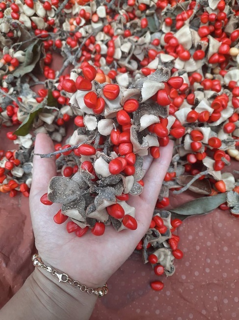 Trồng loại cây rừng cho hạt đỏ au, lão nông thu về hàng tỷ đồng mỗi vụ-4