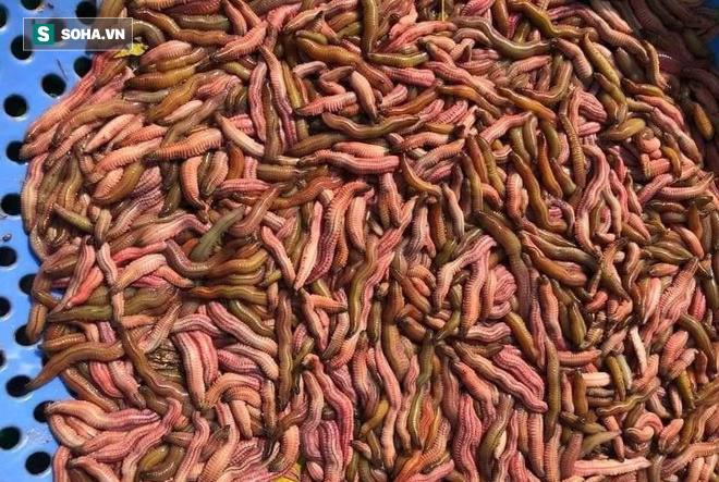 Dân buôn tiết lộ về đặc sản nhìn thì sợ, nếm thì mê nửa triệu đồng/kg đang gây sốt-1