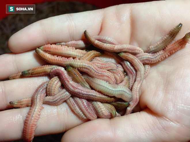 Dân buôn tiết lộ về đặc sản nhìn thì sợ, nếm thì mê nửa triệu đồng/kg đang gây sốt-2