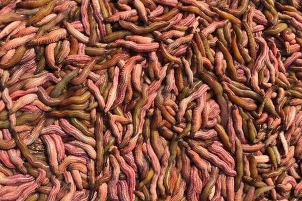 Làm giàu từ loại rau có mùi khai, giá lên đến 70.000 đồng/bó-3