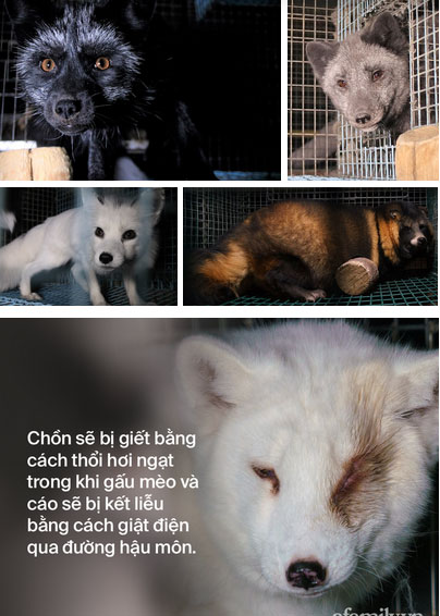 Bên trong trang trại lông thú nơi những loài vật xinh đẹp trở nên điên loạn, tấn công và ăn thịt nhau, chờ đến ngày đượcchết để phục vụ nhu cầu con người-1