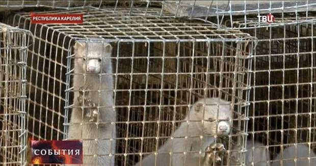 Bên trong trang trại lông thú nơi những loài vật xinh đẹp trở nên điên loạn, tấn công và ăn thịt nhau, chờ đến ngày đượcchết để phục vụ nhu cầu con người-6