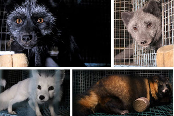 Những màn tra tấn tàn ác từ ngành công nghiệp nuôi gấu lấy mật để có thần dược và sự thật lạnh người khiến con người có thể phải trả giá đắt-9