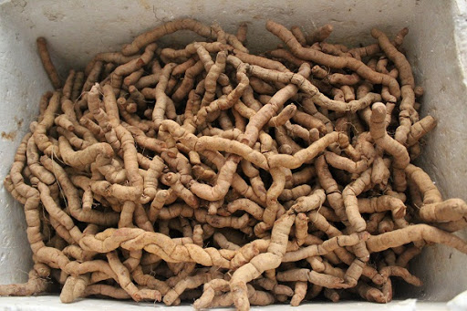 Từ sự việc người đàn ông bị cương dương suốt 30 giờ: Chuyên gia Đông y cảnh báo về việc sử dụng ba kích để bồi bổ-1