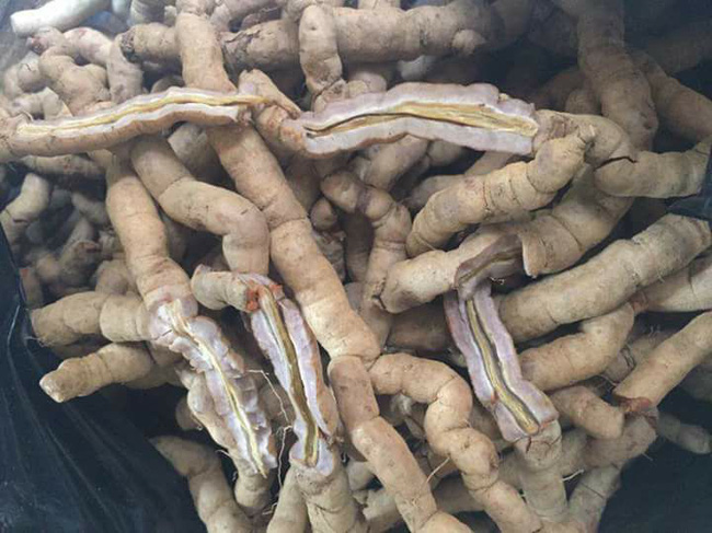 Từ sự việc người đàn ông bị cương dương suốt 30 giờ: Chuyên gia Đông y cảnh báo về việc sử dụng ba kích để bồi bổ-3