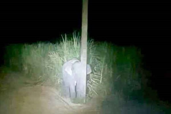 Voi con vào làng trộm mía, bị phát giác nên trốn sau cột điện bé tí hòng qua mắt bà con
