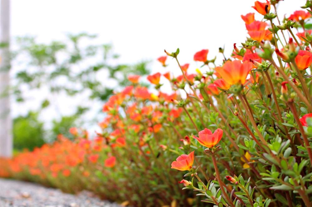 Con gắp thức ăn cho mẹ, bố thò tay bốc miếng thịt ném đi-1