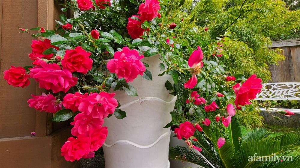 Khu vườn đẹp trọn bốn mùa với từng góc nhỏ tĩnh lặng như mây của mẹ Việt lấy chồng Mỹ-9