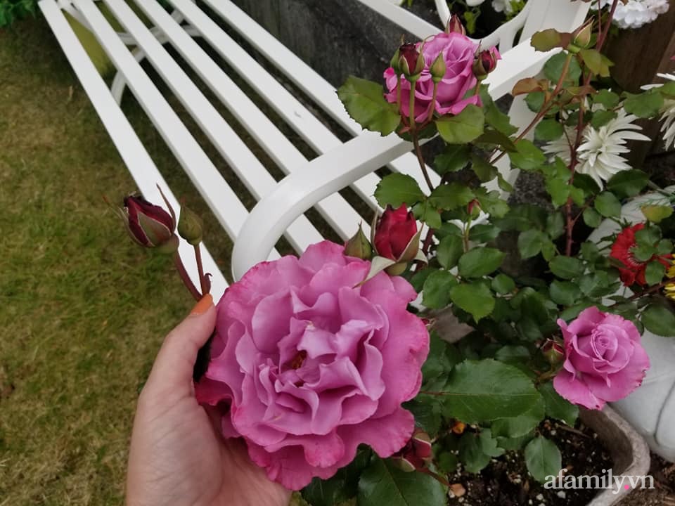 Khu vườn đẹp trọn bốn mùa với từng góc nhỏ tĩnh lặng như mây của mẹ Việt lấy chồng Mỹ-10