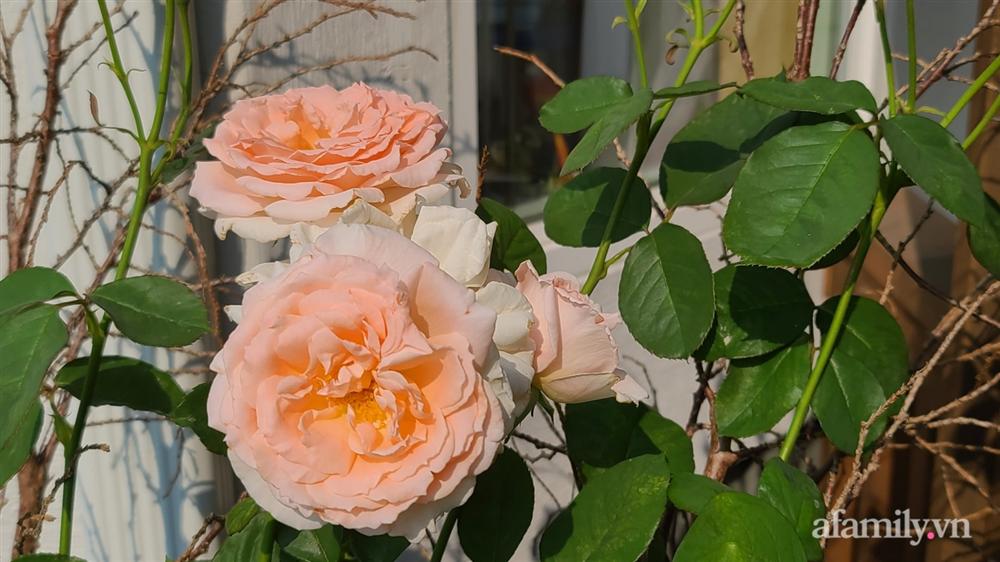 Khu vườn đẹp trọn bốn mùa với từng góc nhỏ tĩnh lặng như mây của mẹ Việt lấy chồng Mỹ-11