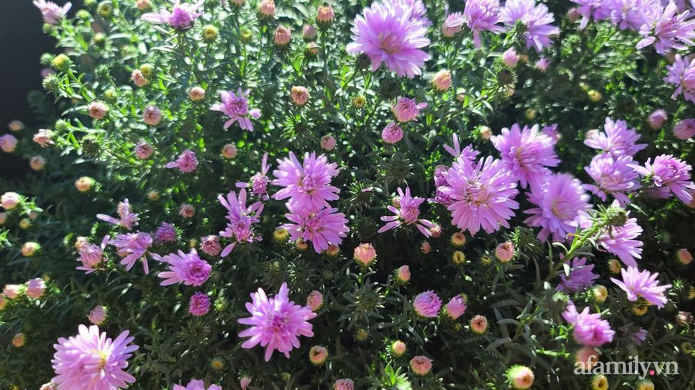 Khu vườn đẹp trọn bốn mùa với từng góc nhỏ tĩnh lặng như mây của mẹ Việt lấy chồng Mỹ-15