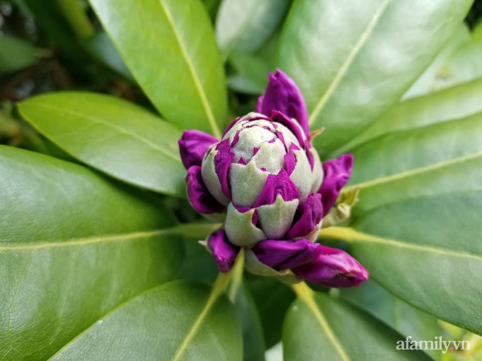 Khu vườn đẹp trọn bốn mùa với từng góc nhỏ tĩnh lặng như mây của mẹ Việt lấy chồng Mỹ-16