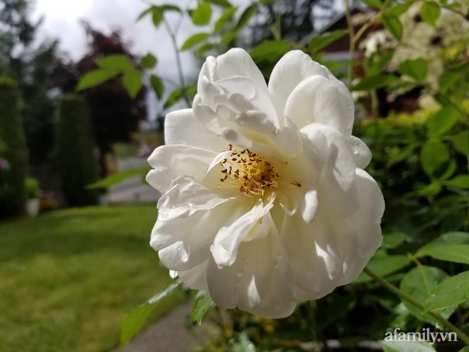 Khu vườn đẹp trọn bốn mùa với từng góc nhỏ tĩnh lặng như mây của mẹ Việt lấy chồng Mỹ-17