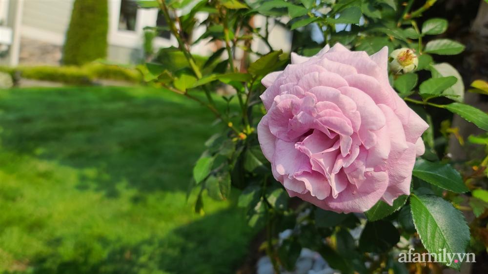 Khu vườn đẹp trọn bốn mùa với từng góc nhỏ tĩnh lặng như mây của mẹ Việt lấy chồng Mỹ-21