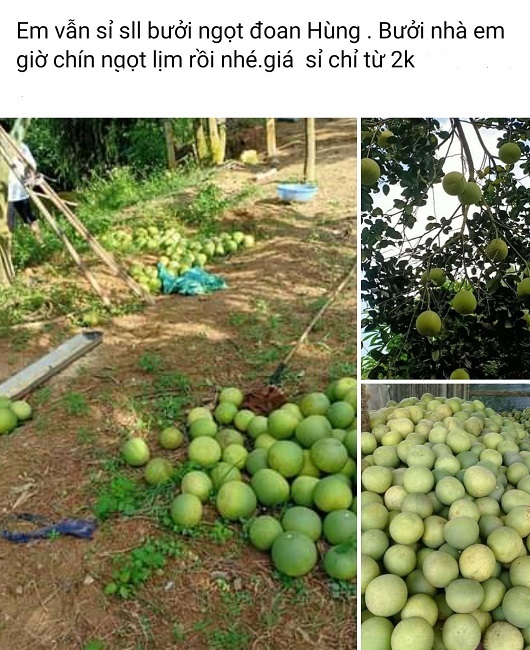 Thực hư đặc sản bưởi Đoan Hùng chỉ 2.000 đồng/quả rao bán đầy chợ-2