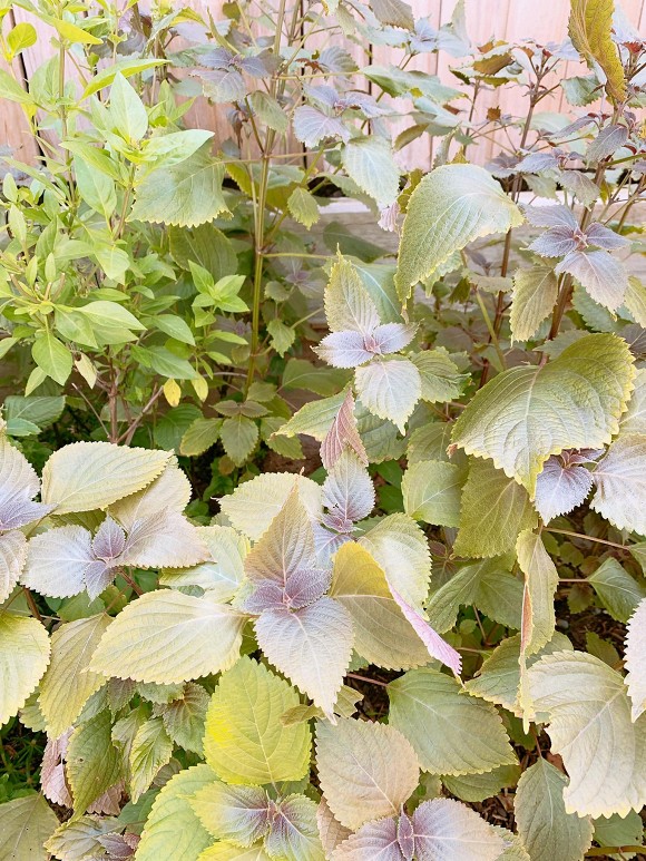 Ngoài chăm con, Bảo Duy - chồng cũ Phi Thanh Vân còn tự trồng được vườn rau xanh mướt ở Úc-4